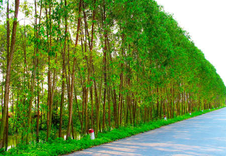 Path in spring green forestの写真素材