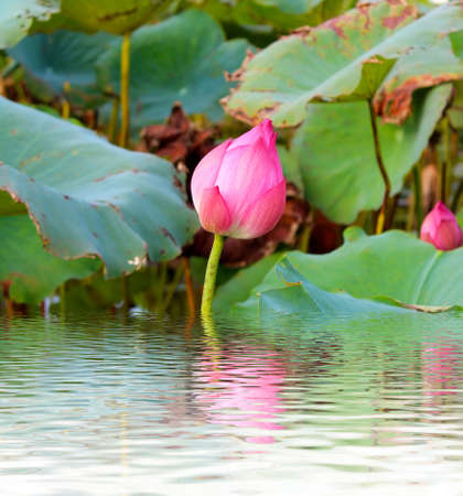 pink lotus flower among green foliage の写真素材