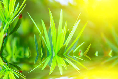 Green bud の写真素材