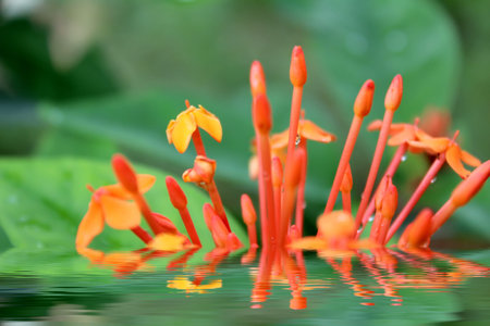 Beautiful orange flowerの写真素材