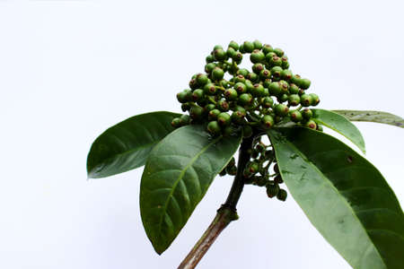 fresh green fruit isolated on a white backgroundの写真素材