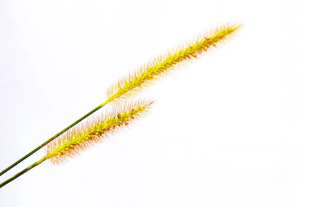 grass isolated on white background