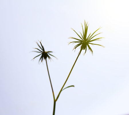 dandelion close up の写真素材
