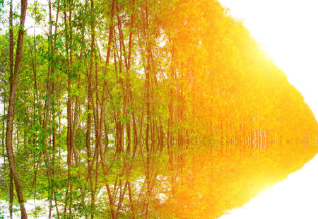 Path in spring green forestの写真素材