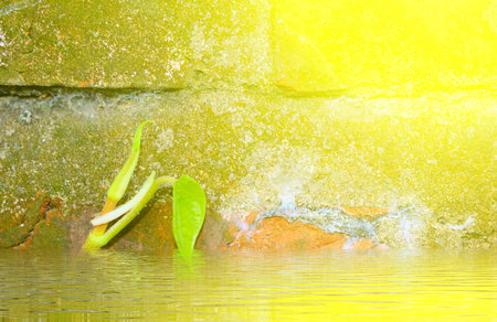 Stone wall with greenの写真素材