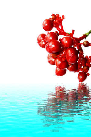 red berries of viburnum isolated on white の写真素材