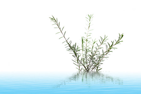 fresh green leaf isolated on white background の写真素材