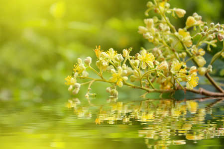 Yellow flower の写真素材