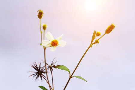 White  Flower の写真素材