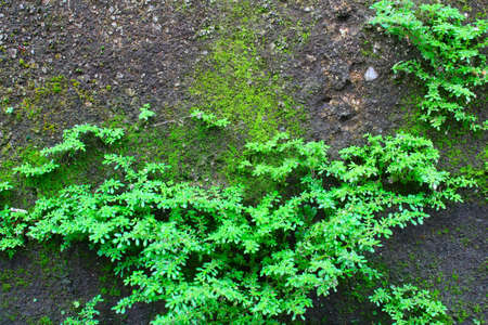 Shrubs fern Backgroundの写真素材