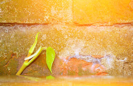 Stone wall with greenの写真素材