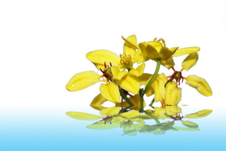 Spring yellow of the white background の写真素材