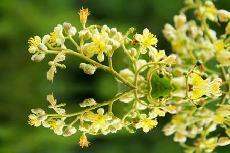 Spring blossoms background の写真素材