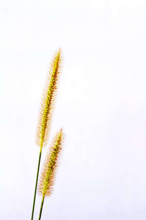 grass isolated on white backgroundの写真素材