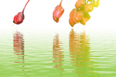 Flowers Design の写真素材