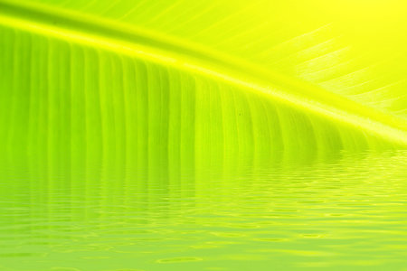 green backlit leaf background の写真素材