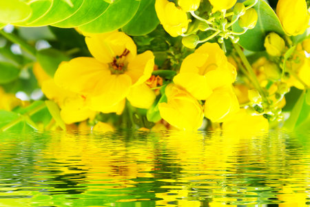 Beautiful yellow flowersの写真素材