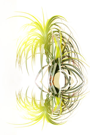 tree against a white wallの写真素材