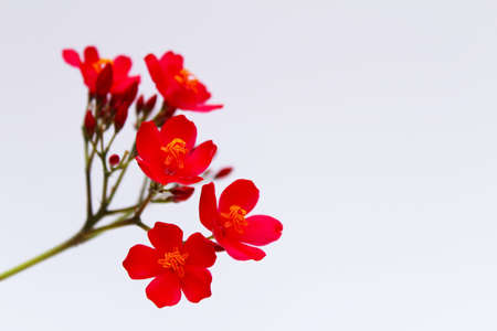 red flowers isolated on white backgroundの写真素材
