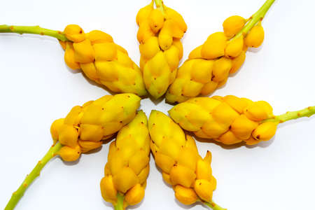 yellow flower isolated on white backgroundの写真素材