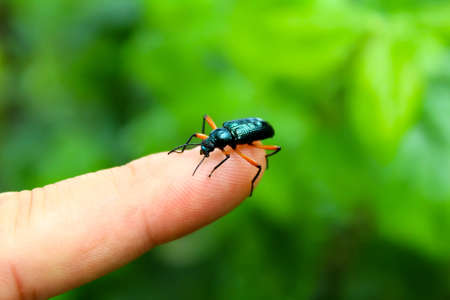 blue beetle you on fingerの写真素材