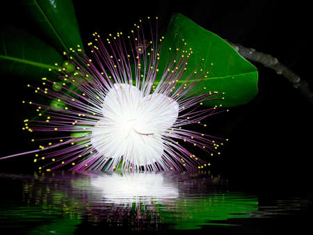 purple flowersの写真素材