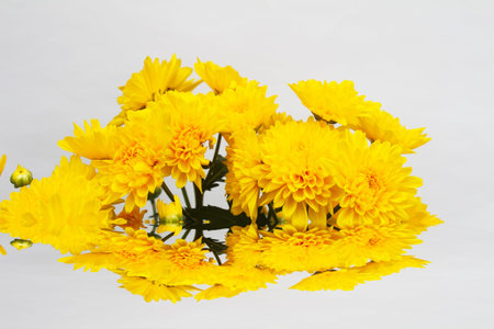 yellow flower isolated on white backgroundの写真素材