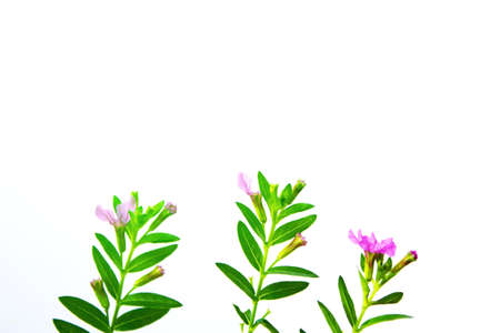 petunia の写真素材