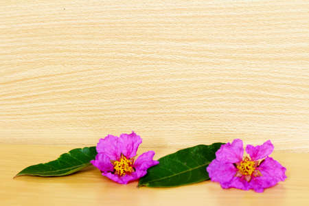 pink flowers on a wooden backgroundの写真素材