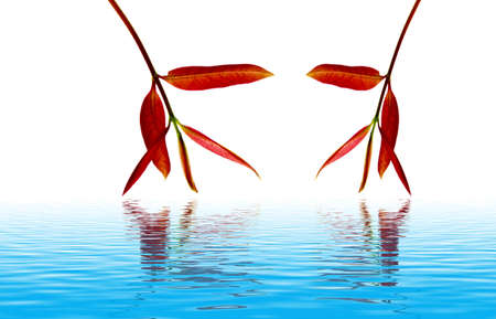 red leaves in autumnの写真素材