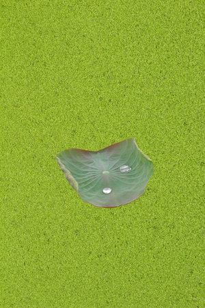 Duckweed backgroundの写真素材