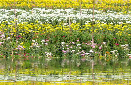 colorful spring flowers の写真素材