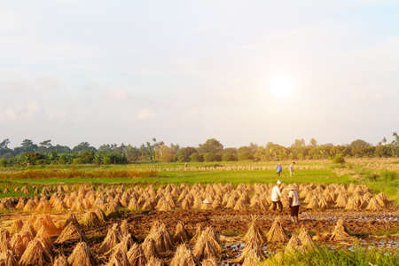 HAI DUONG, VIETNAM, June 6: Vietnam farmers digging for planting rice on June 6, 2013 in Hai Duong, Vietnamのeditorial素材