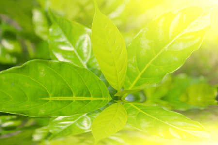 green germ  in a Sun Light Background の写真素材