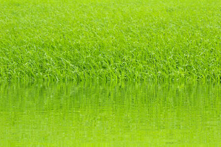 paddy rice in fieldの写真素材