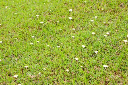  mushroom in nature の写真素材