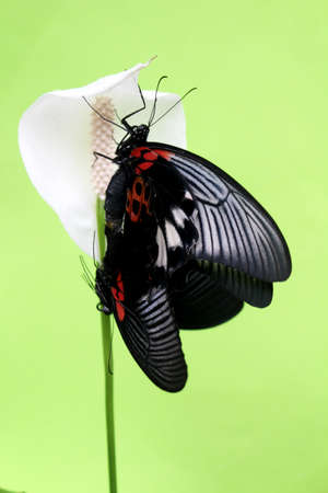 butterflyの写真素材