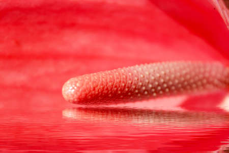 red flower bloomingの写真素材