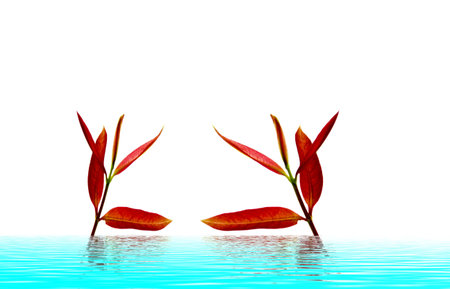 red leaves in autumnの写真素材