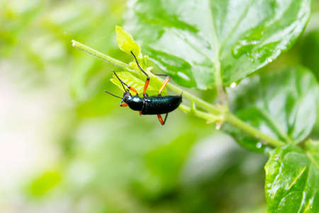 Beetle metallic wood borer Sphenoptera tamarisci beckeri の写真素材