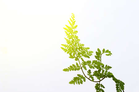 green leaf isolated on a white background の写真素材