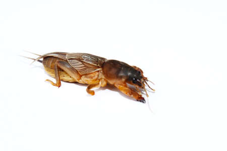 Mole cricket isolated on white background の写真素材