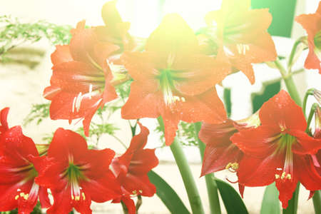 beautiful red lily の写真素材