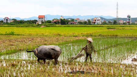 HAI DUONG, VIETNAM, July 11: Vietnam farmer work in a field with water buffalo on July 11, 2013 in Hai Duong, Vietnamのeditorial素材