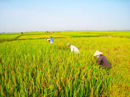 HAI DUONG, VIETNAM, June 26: Vietnamese woman farmer harvest on a rice field on June 26, 2013 in Hai Duong, Red River Delta, Vietnam. Rice cultivation is a long tradition of people in rural Vietnam.のeditorial素材