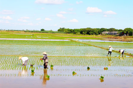 HAI DUONG, VIETNAM, June 26: Farmers grown rice in the field on June 26, 2013 in Hai Duong, Vietnamのeditorial素材