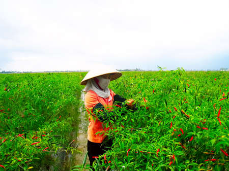 HAI DUONG, VIETNAM, July 12: Vietnamese woman farmer picking chili on the field on July 12, 2013 in Hai Duong, Red River Delta, Vietnam. After harvesting chili will sell at the market to shop for foodのeditorial素材