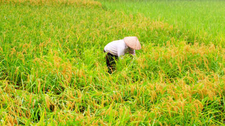 HAI DUONG, VIETNAM, MAY 22: Vietnamese women farmers harvest rice on May 22, 2013 in Hai Duong, Vietnam. It is a province with a long tradition of growing rice in the Red River Delta, Vietnamのeditorial素材