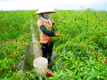 HAI DUONG, VIETNAM, July 12: Vietnamese woman farmer picking chili on the field on July 12, 2013 in Hai Duong, Red River Delta, Vietnam. After harvesting chili will sell at the market to shop for foodのeditorial素材