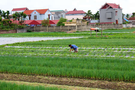 HAI DUONG, VIETNAM, August 1: Unidentified Vietnamese farmers hard work in the watermelon plots on August 1, 2013 in Hai Duong, Vietnam. Watermelon is a summer specialty crops bring higher income to farmers Vietnam.のeditorial素材